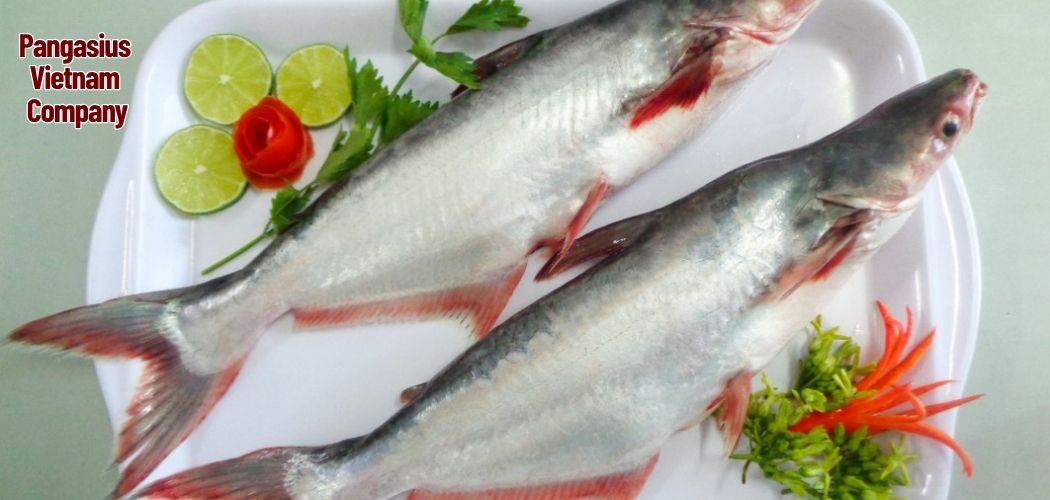 Health Benefits of Pangasius Fish: A Lean Protein Source 2 Pangasius Vietnam Company 8